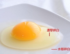 引用