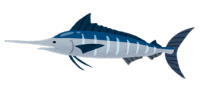 カジキ