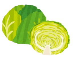 キャベツ
